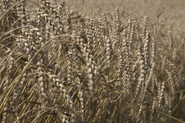 Większość produktów rolnych drożeje