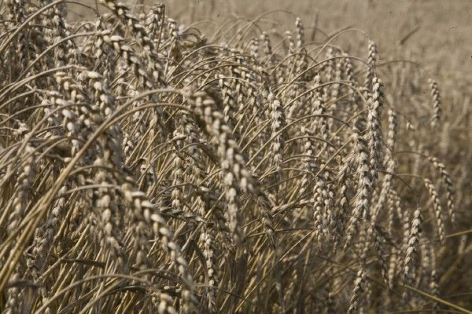 Większość produktów rolnych drożeje