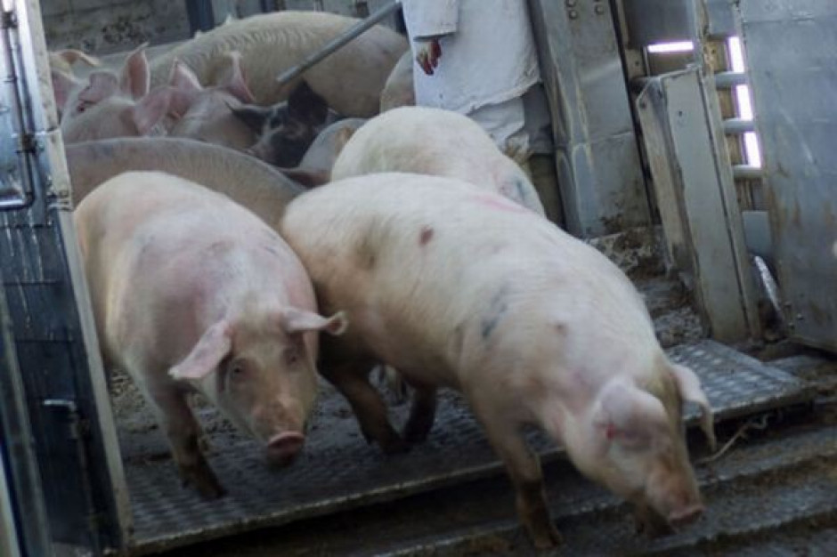 Światowa produkcja wieprzowiny wzrośnie o 1,5 proc. FAO: w tym roku światowa produkcja wieprzowiny wzrośnie o 1,5 proc.