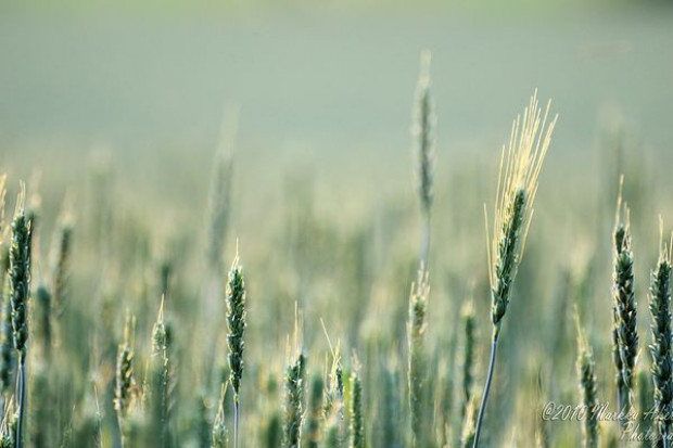 Fot. flickr.com ARR spodziewa się obniżki cen zbóż do końca roku