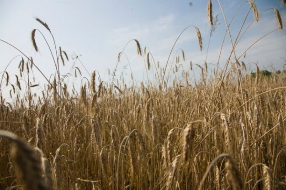 Według stanu na 12 lipca br. Rosja zebrała 21,4 mln ton zboża Rosja podtrzymuje prognozę urodzaju zboża na poziomie 95 mln ton