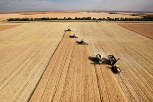FAO ocenia poziom zapasów na koniec sezonu 2013/14 na 567,5 mln ton, co oznacza ich wzrost o 11,5 proc. FAO: Światowa produkcja zbóż wzrośnie o ponad 7 proc.