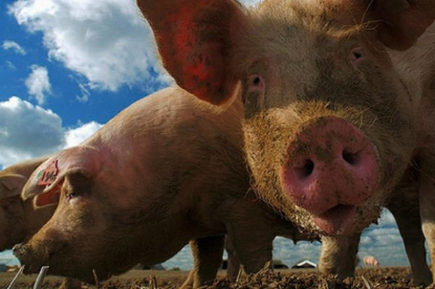 Głównym powodem spadku importu wieprzowiny przez Ukrainę był wzrost produkcji krajowej, stymulowany inwestycjami w sektorze Ukraina wkrótce może być samowystarczalna w produkcji wieprzowiny