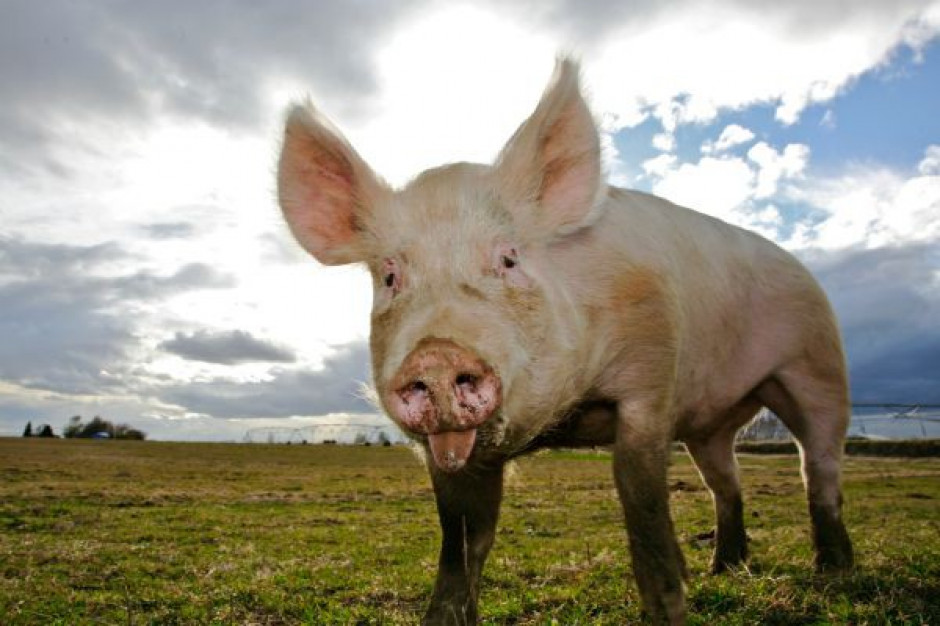 Ekspertka Polsus: Bezstresowy chów zwierząt oznacza lepsze mięso