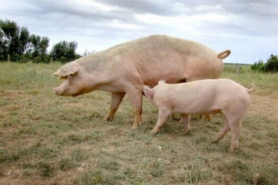 Będą ograniczenia w związku z zagrożeniem pomorem świń