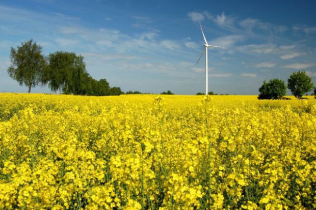 Zbiory rzepaku wyniosły 2,4 -2,6 mln t, podczas gdy w ubiegłym roku 1,9 mln ton Zbiory rzepaku wzrosły o jedną trzecią