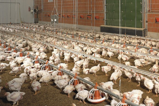 Źródło fot.: farmer.pl Eksport drobiu z UE rośnie. Polska w czołówce