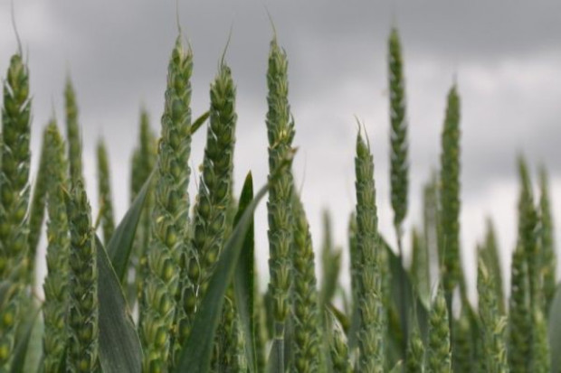 Notowania zbóż pod wpływem danych USDA