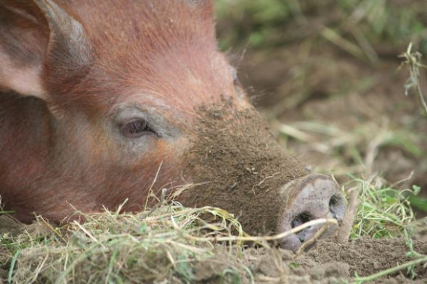 Hamuje tempo spadku pogłowia trzody chlewnej