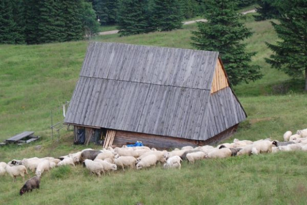 (fot. Łukasz Rawa) Ponad 220 owiec padło łupem wilków