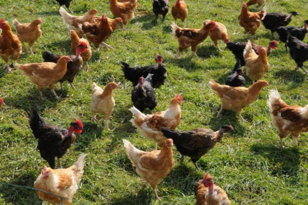 Ceny drobiu w ostatnich tygodniach znacznie spadły KRD: Opłacalność produkcji drobiu większa niż przed rokiem