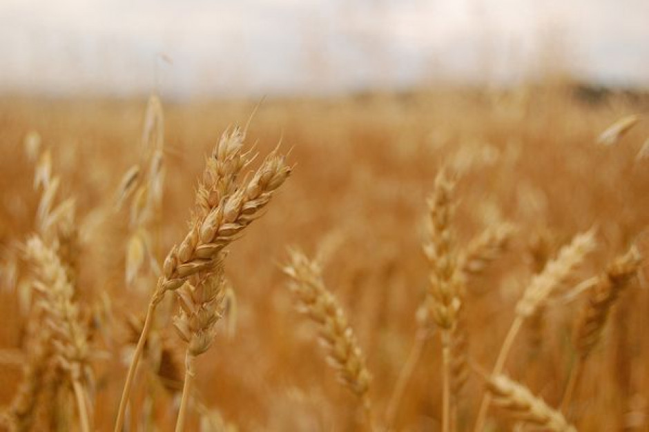 Eksport zbóż w trzecim kwartale wzrósł o 14 proc.