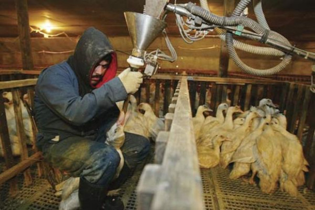 (fot.stoptac.org) Ukraińskie foie gras podbije UE?