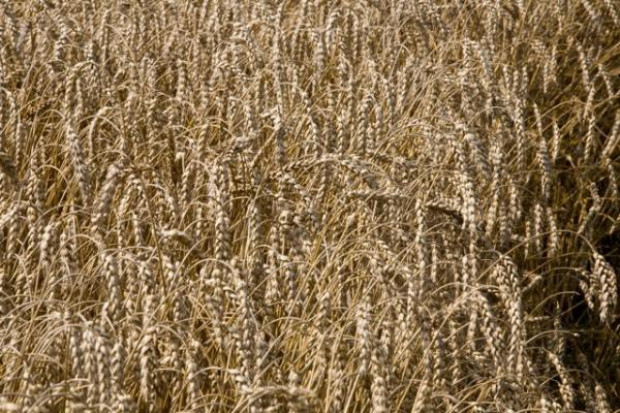ARR: W Polsce zboże będzie drożało