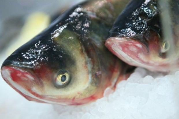 (fot. PTWP) Właściciel Krybex Fish: W Polsce brakuje reklamy ryb