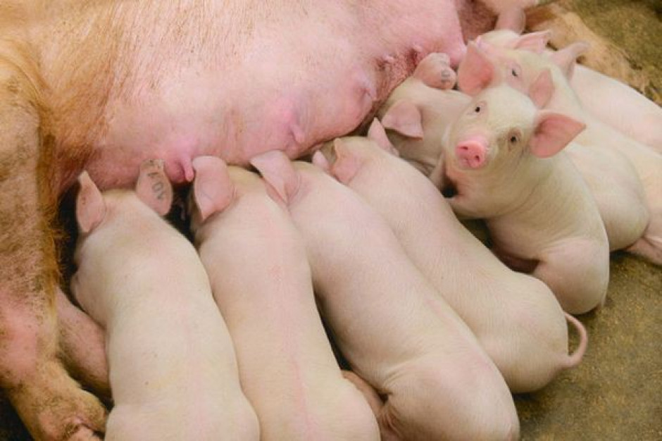 Zakłady mięsne nie chcą kupować świń z terenów zagrożonych afrykańskim pomorem świń