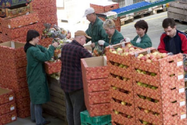 W Sandomierzu rośnie grupa producencka W Sandomierzu rośnie owocowo-warzywna grupa producencka