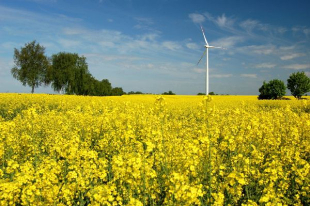 Fot. Fotolia NIK: Biopaliwa wykorzystywane na niewielką skalę