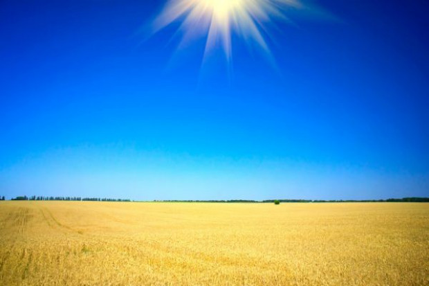 Fot. Fotolia Susza zagraża wielu uprawom pszenicy w UE