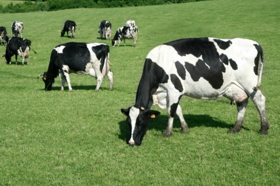 Po 11 miesiącach sezonu Polska przekraczała kwotę mleczną o 1,28 proc.