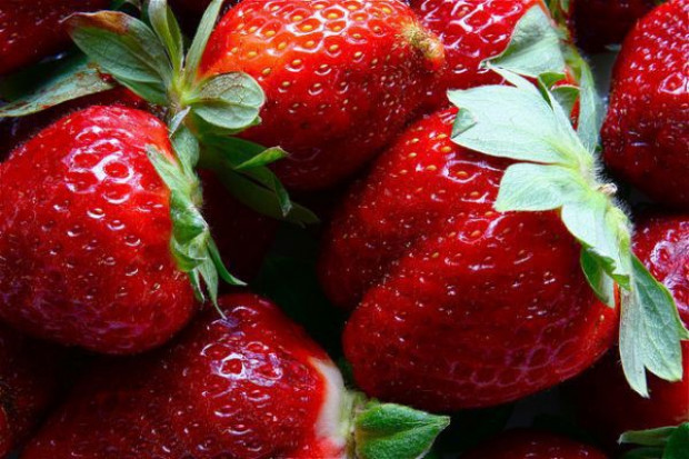 Producenci jabłek z okolic Grójca przyglądają się truskawkom