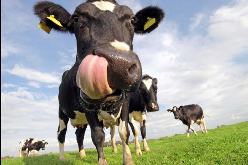 Są szanse na obniżenie kar za nadprodukcję mleka