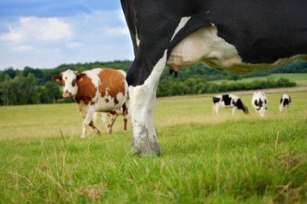 fot. Fotolia Raport KE: Zniesienie kwot przyczyni się do wzrostu produkcji mleka