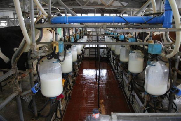 Fot. Fotolia Marek Sawicki ma nadzieję na uniknięcie kar za nadprodukcję mleka w 2013 r.