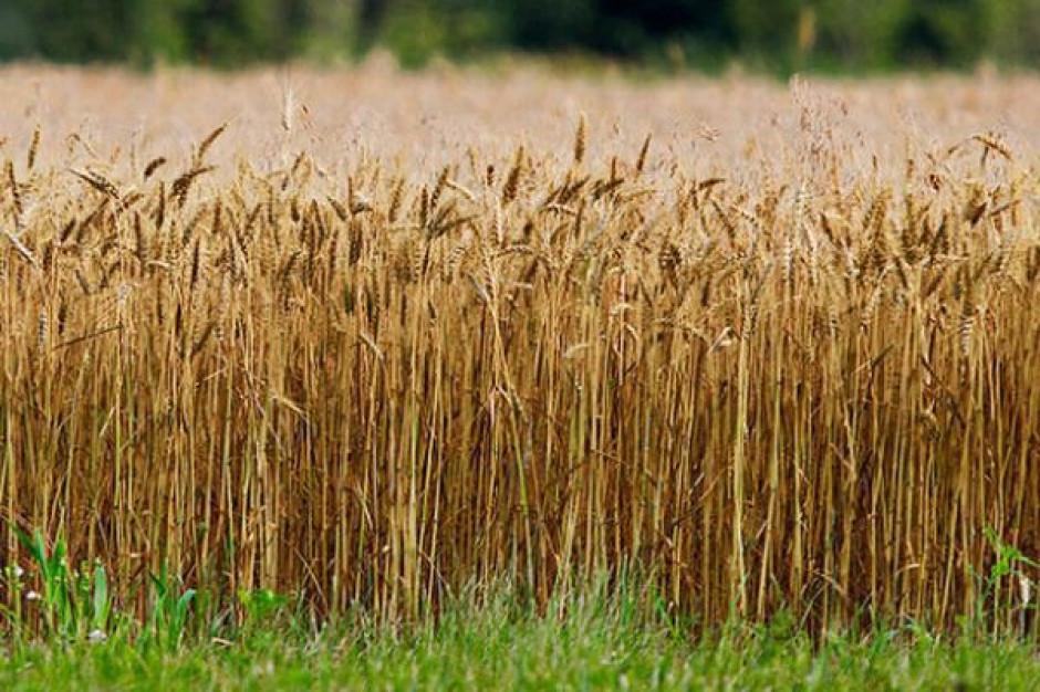 Ceny zbóż w maju i czerwcu spadały, zarówno w kraju jak i na świecie