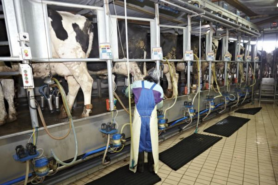 Dynamicznie rośnie produkcja mleka w UE