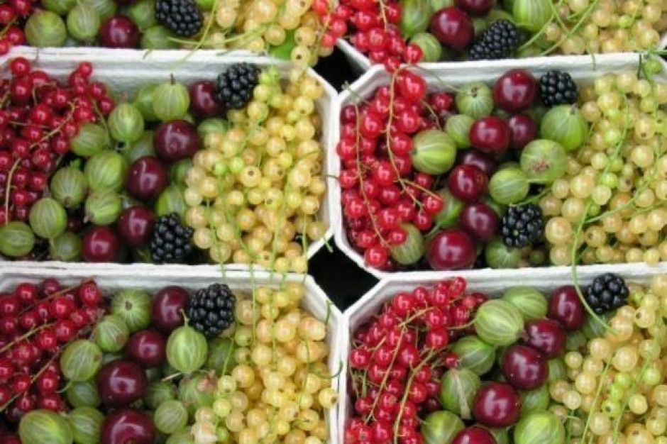 KSPOiW: Niskie ceny skupu owoców nie przynoszą profitów przetwórcom