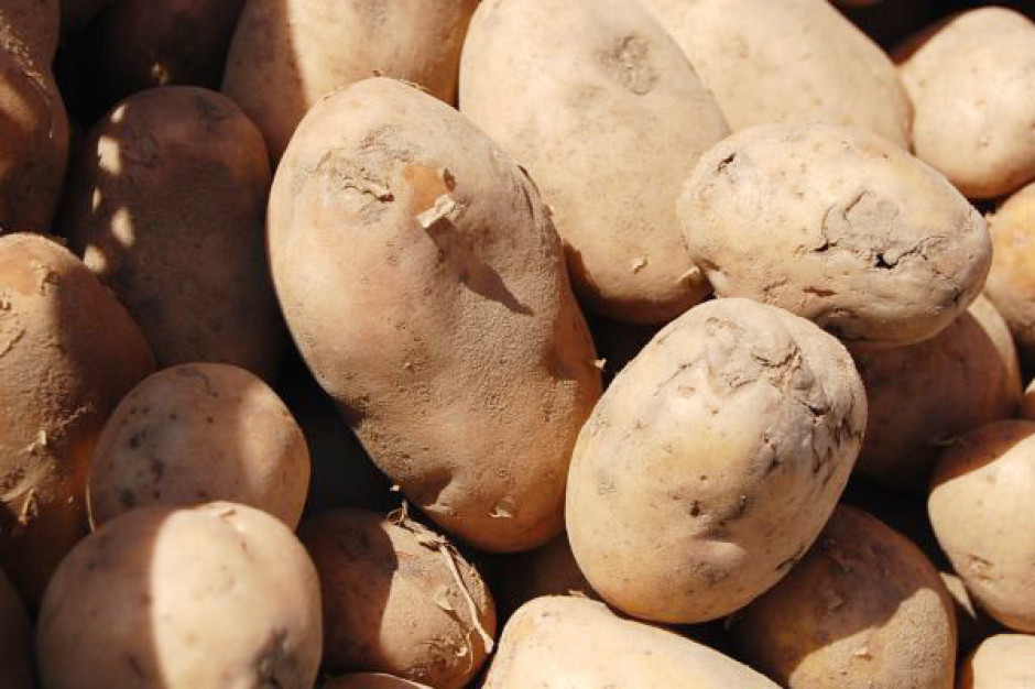 Producenci ziemniaków zaniepokojeni niskimi cenami