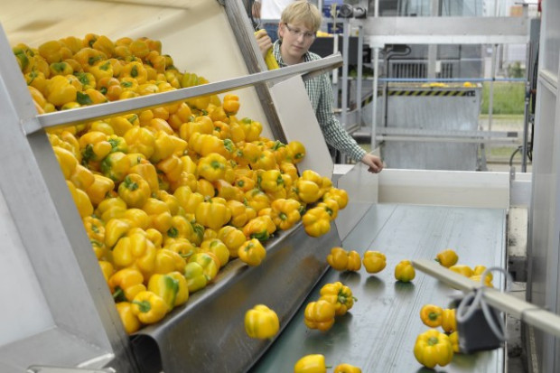 fot. Farmer.pl Dramatyczna sytuacja producentów papryki. Tracą przez embargo