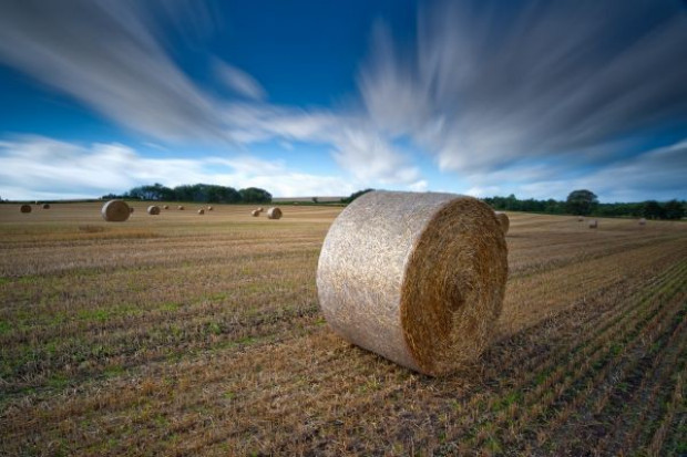 Pojawiają się kolejne, coraz wyższe prognozy zbiorów zbóż i roślin oleistych; fot. Fotolia Trwa licytacja na coraz wyższe prognozy światowych zbiorów pszenicy i kukurydzy