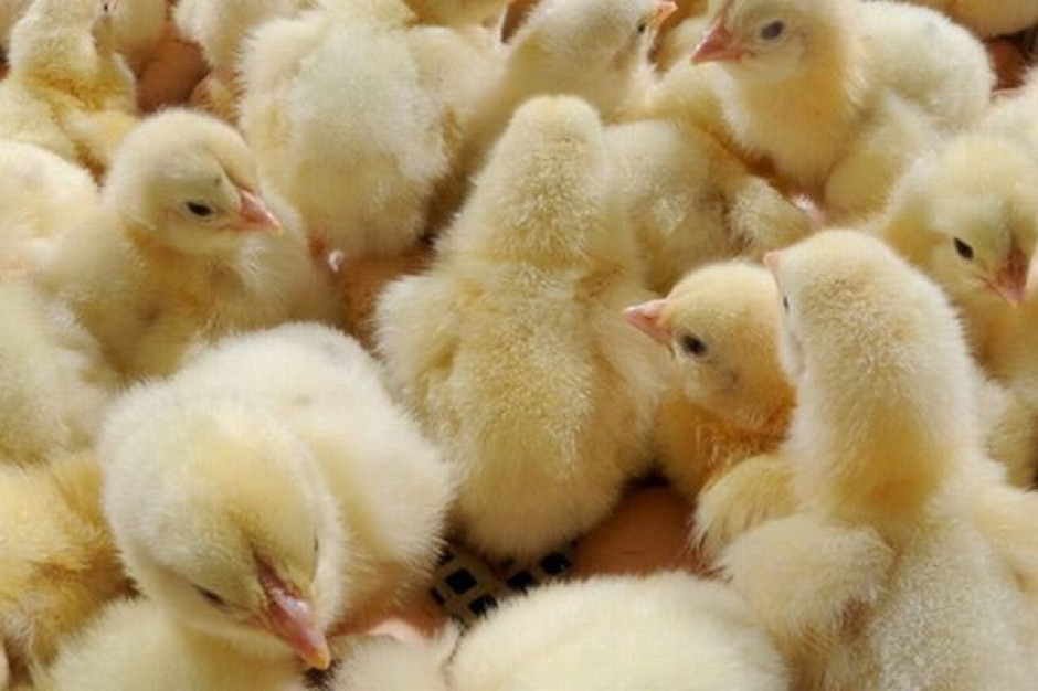 Produkcja I Przetwórstwo Mięsa Drobiowego Należą Do Produkcja mięsa drobiowego w tym roku zwiększy się o 10 proc.
