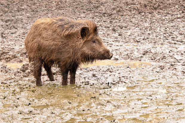 Podlascy rolnicy domagają się odstrzału dzików (fot. Wikimedia Commons, M.Gabler, na lic. CC BY-3.0) Trwa szacowanie spowodowanych przez dziki szkód w uprawach