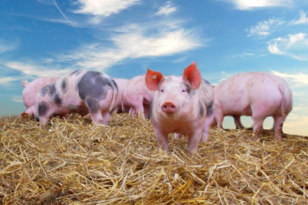 (fot. Fotolia) Świnie tanieją w całej Europie