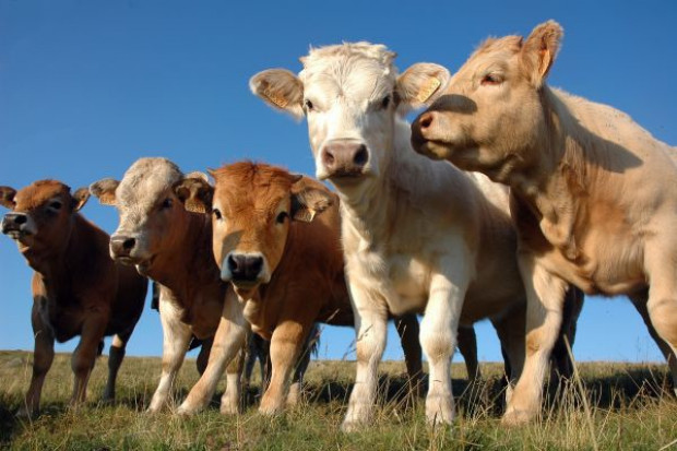 (fot. Fotolia) Produkcja bydła nieco spadła