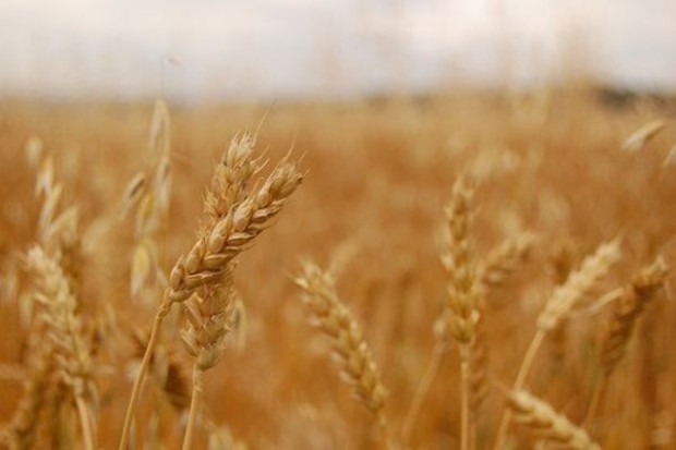 Obniżono prognozy zapasów na koniec sezonu 2014/15, szczególnie w przypadku pszenicy USDA podnosi prognozę zbiorów zbóż, ale obniża zapasów końcowych