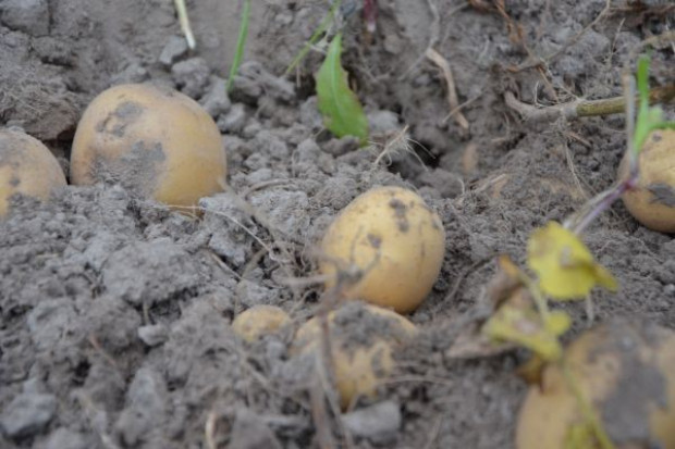fot. farmer.pl, mt Ceny ziemniaków będą jeszcze spadać