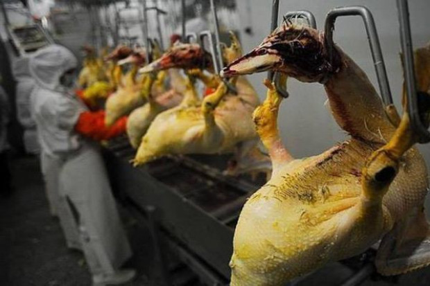 (źródło fot. renovegans.com) Ukraina chce podbić europejski rynek foie gras