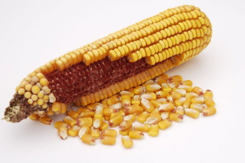 (fot. Fotolia) Koalicja Polska Wolna od GMO apleuje do Senatu