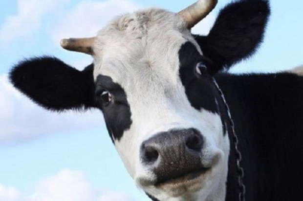 Fot. Fotolia Zakaz uboju rytualnego na potrzeby gmin żydowskich - niekonstytucyjny!