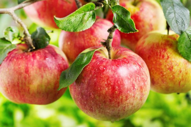 fot. shutterstock.com ARR znów przyjmowała wnioski o rekompensaty dla producentów jabłek i gruszek