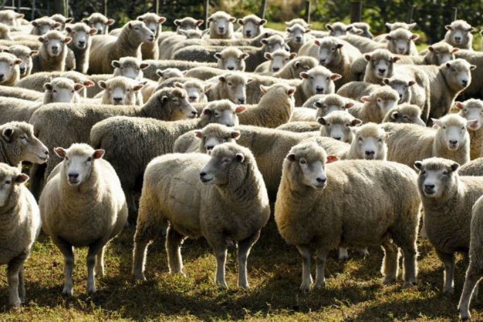 W minionej dekadzie pogłowie owiec i kóz w Unii stale się kurczyło (fot. Fotolia) Sektor mięsa owczego zaczyna rosnąć