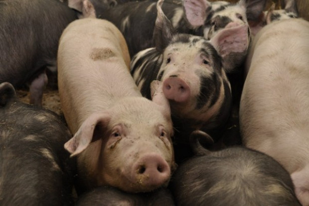 Rząd przyjął projekt nowelizacji ustawy ws. bioasekuracji