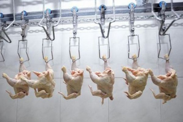 Producenci mięsa drobiowego powalczą o podbicie kolejnych rynków