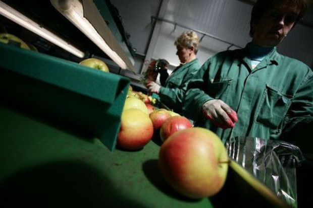 W Polsce działa ponad 300 grup producenckich owoców i warzyw Grupy producenckie: Zostaliśmy odcięci od finansowania