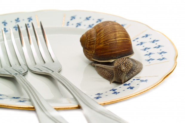 We włoskiej restauracji przeciętnie zjada się ok. 100 kg ślimaka tygodniowo (fot. Fotolia) Produkcja ślimaka w Polsce rośnie