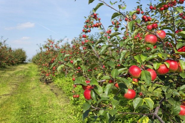 fot. shutterstock.com Sadownicy chcą sprzedawać jabłka z unijnym certyfikatem